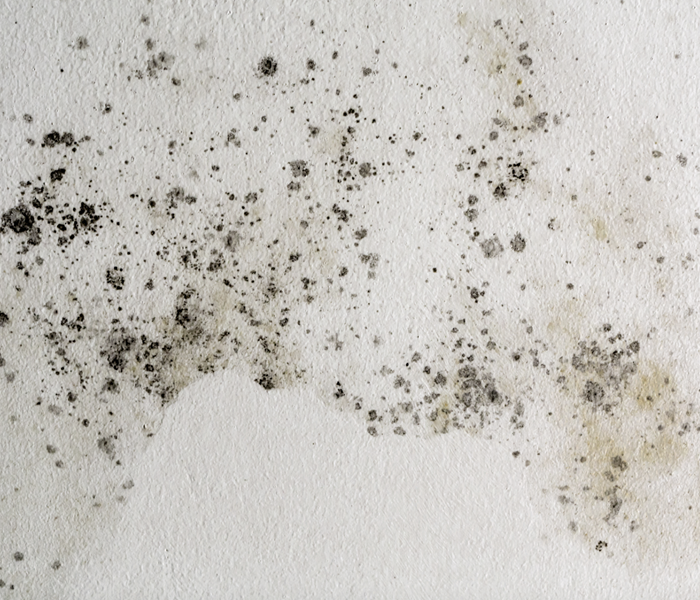 Mold growing on a white wall. 